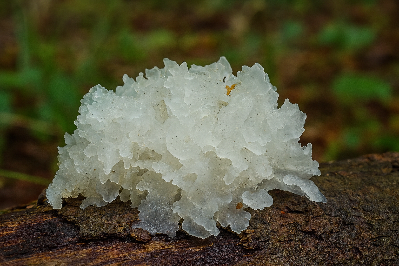 Tremella – trzęsak morszczynowaty: naturalne wsparcie zdrowia i urody