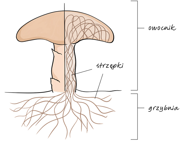 Anatomia grzyba - owocnik, strzępki, grzybnia