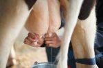 Colostrum pozyskiwane jest z mleka krowiego (bovine colostrum) lub koziego