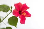 Kwiaty hibiskusa - spożywanie hibiskusa ma liczne właściwości zdrowotne