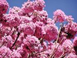 kwiaty drzewa lapacho (Tabebuia impetiginosa)