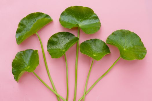 Wąkrotka azjatycka - centella asiatica l - znana roślina lecznicza