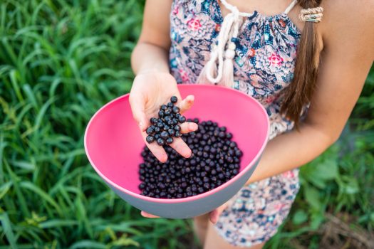 Na zdjęciu widoczne są jagody acai na dłoni