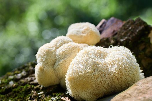 Lion's mane (soplówka jeżowata) wygląda jak puszysta, biała lub kremowa kłęba z długich, zwisających kolców, przypominająca lwią grzywę, sople lodu lub "głowę małpy"