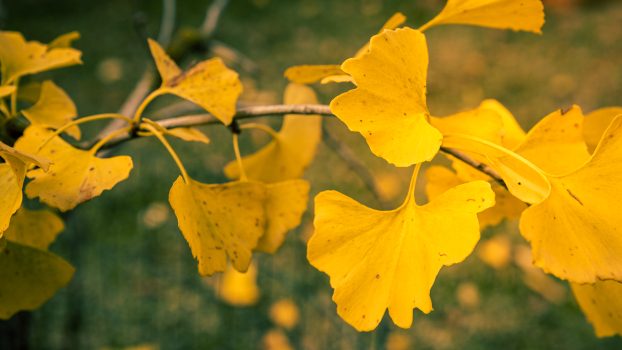 Ginkgo biloba wykazuje liczne właściwości zdrowotne m.in. dla układu krążenia i nerwowego