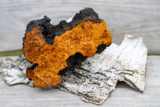Dziki grzyb brzozowy chaga, surowy z ciemną powierzchnią zewnętrzną i jasnopomarańczowym wnętrzem, spoczywa na korze brzozy na drewnianym tle.