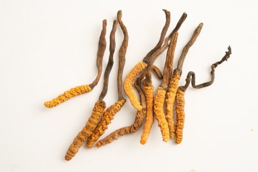 Zdjęcie entomopatogenicznych grzybów z rodzaju Cordyceps