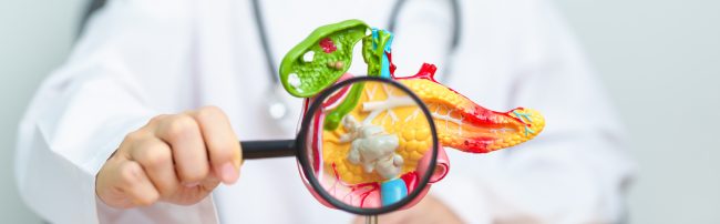 Lekarz trzyma model ludzkiej trzustki w dłoni i pokazuje ją w przybliżeniu za pomocą lupy
